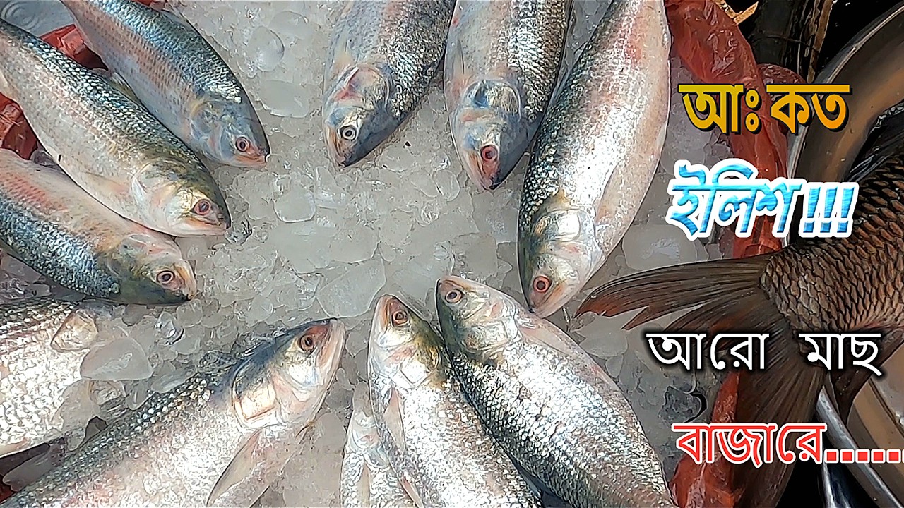 ইলিশ সহ অন্য মাছের দাম কেমন নদীর মাছের বাজরে/ Big River Fish Market/খাল বিলের ছোট মাছ বড় মাছ
