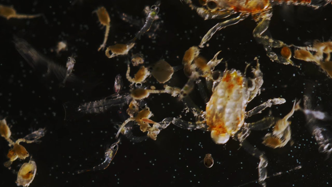 What is plankton? We put it under the Microscope | Life on the Reef | Episode #5
