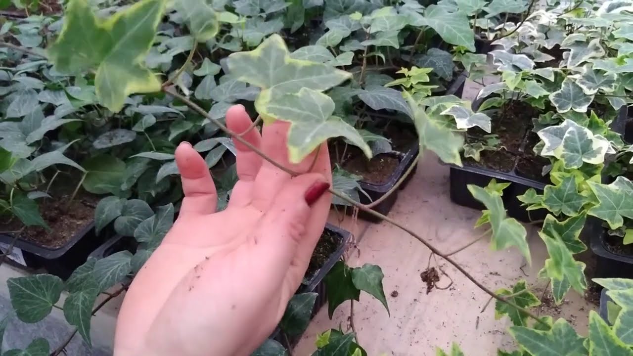 Гуллар оламига саёхат