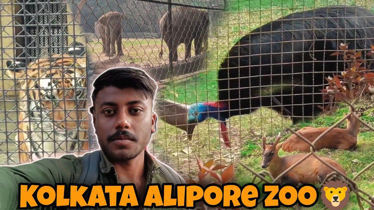 Kolkata Alipore zoo visit with family || Alipore zoo visit || Kolkata Zoo 🦁||#aliporezoo #kolkatazoo