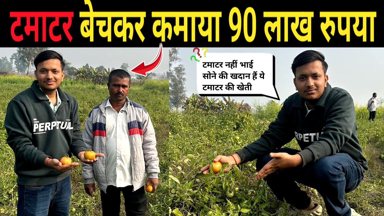 टमाटर बेचकर कमाया 90 लाख रुपया |