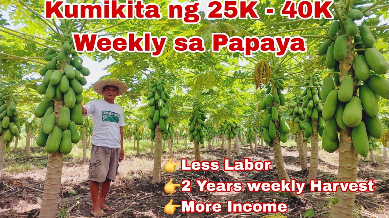 Tips Paano Umasenso At Yumaman sa Papaya Farming- Secrets Revealed