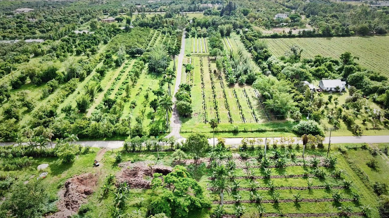 Check Out This 15-Acre Organic Tropical Fruit Operation!