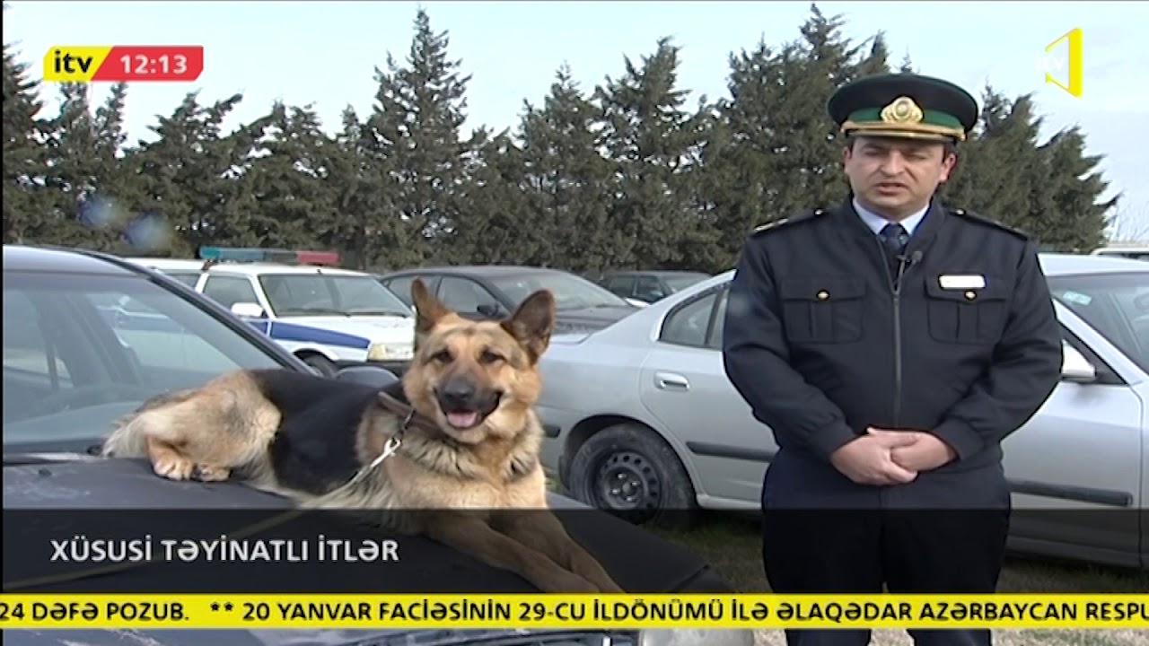 Xüsusi təlim görmüş itlər sayəsində 900 kiloqramdan artıq narkotik vasitə tapılıb