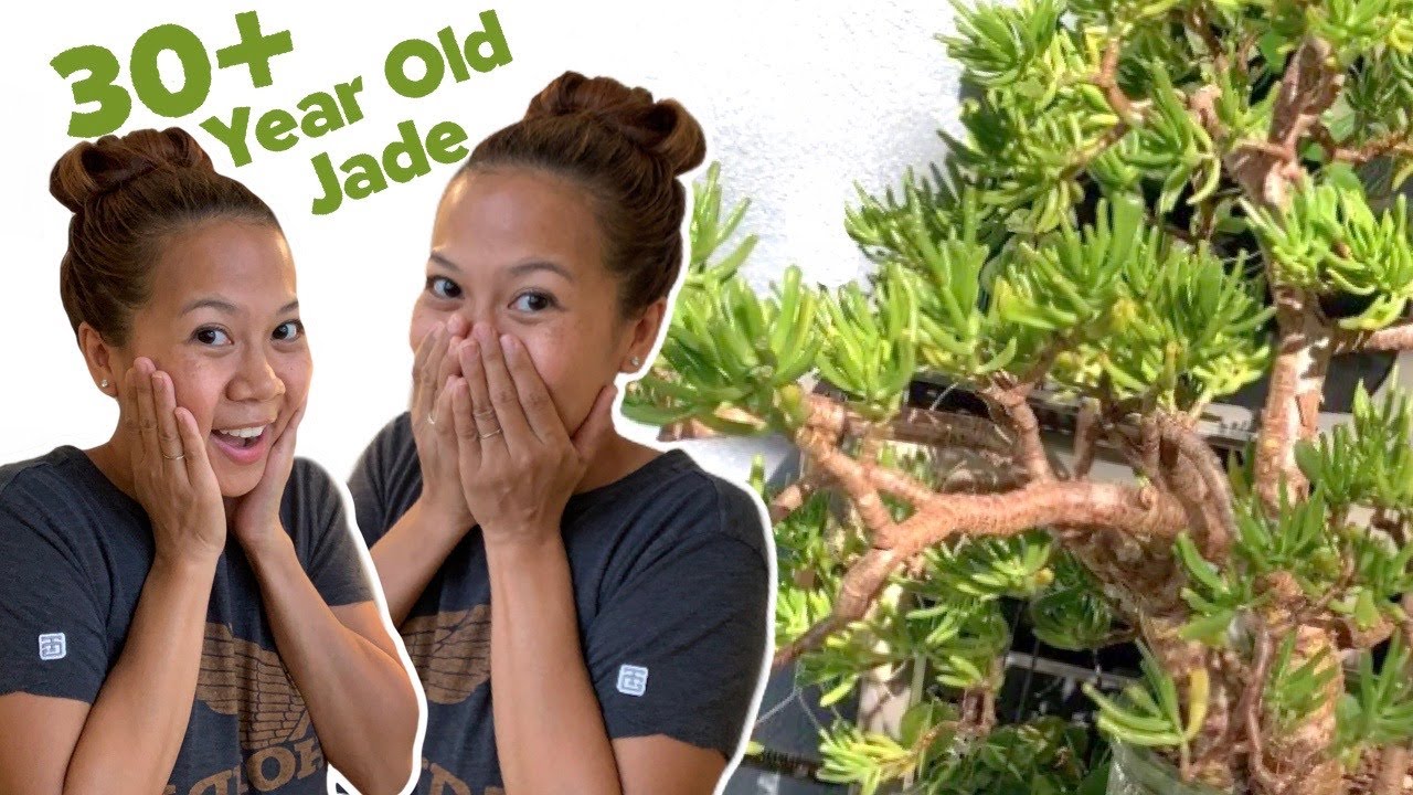 30+ year old Jade Plant 🌿 I Vlog 001 || A girl with a garden