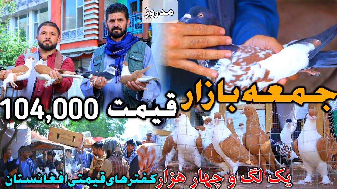 پیدا گری - کفتر های مد روز قیمت 104,000 افغانی | کفتر های قیمتی افغانستان در جمعه بازار Friday Bazar