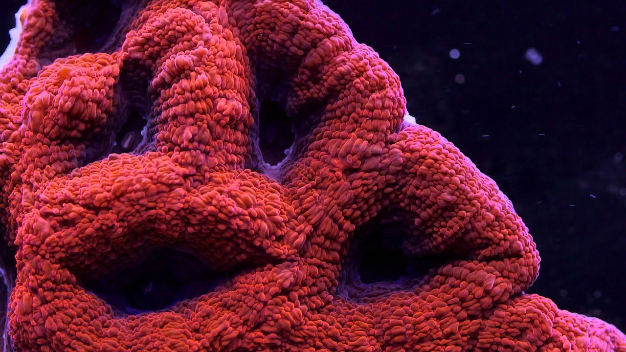 Acanthastrea Corals in the Reef Aquarium Hobby