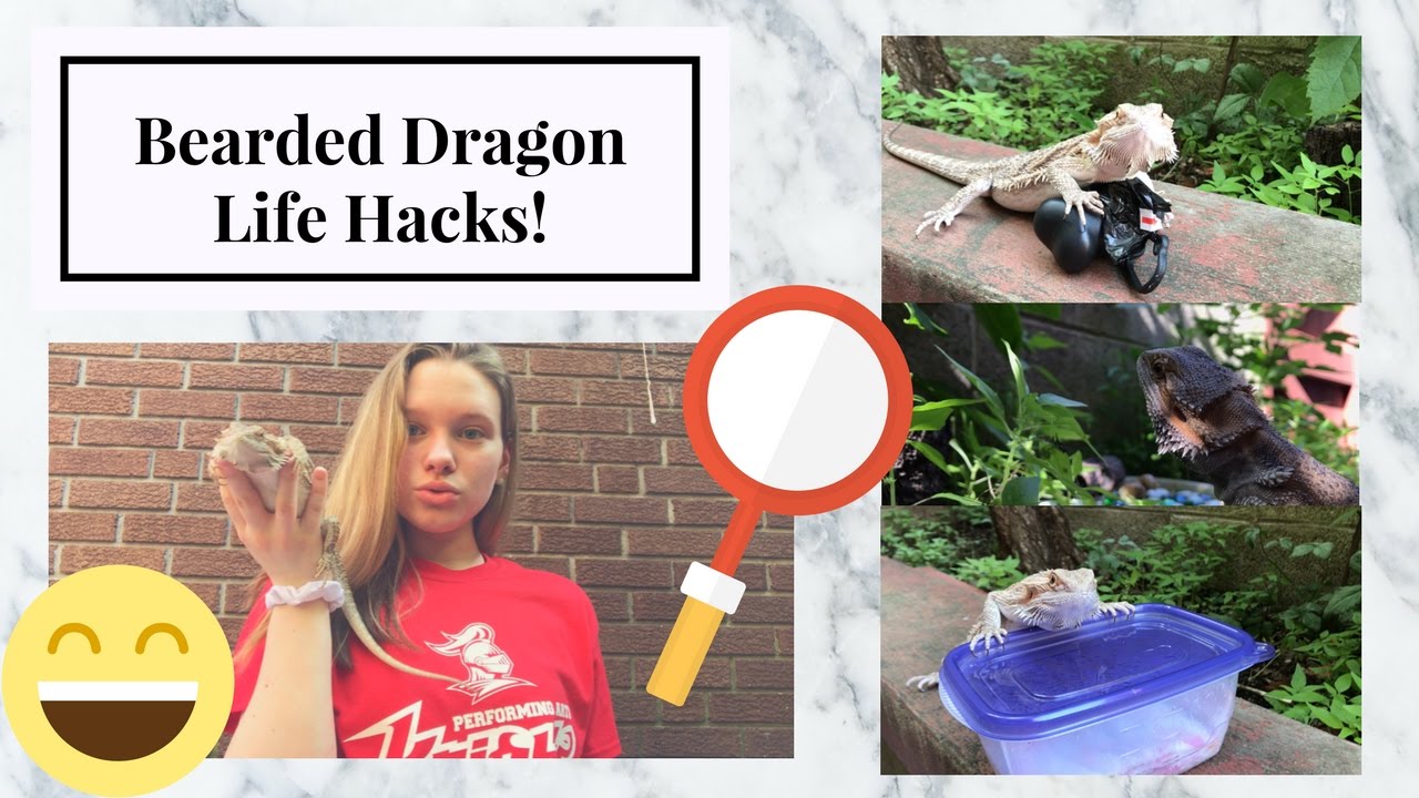 10 Bearded Dragon Life Hacks/Tips!