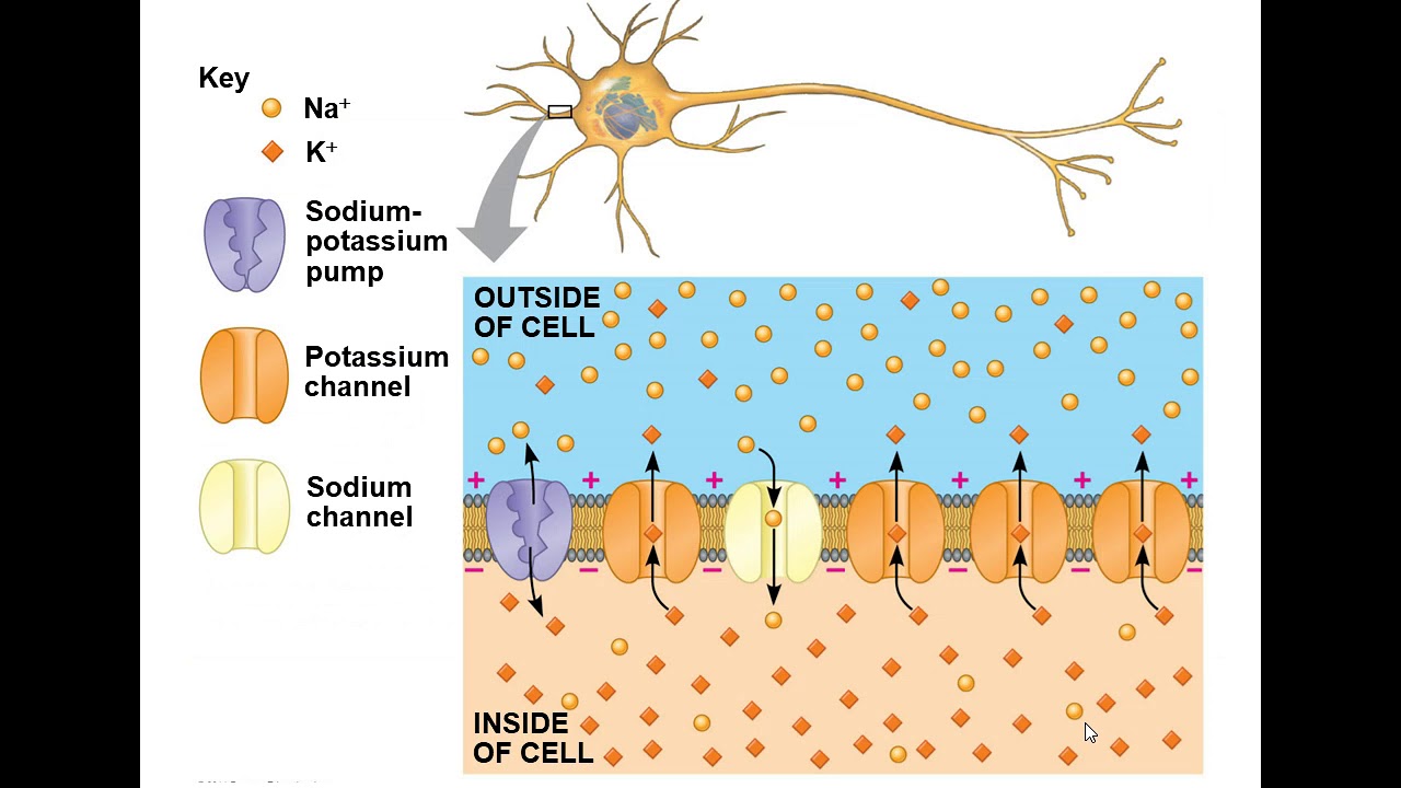 Chapter 48 Neurons, Synapses, and Signaling