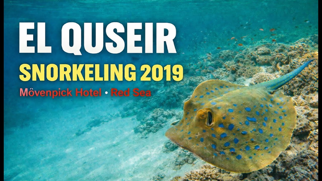 El Quseir Snorkeling Hausriff | Mövenpick Hotel Red Sea