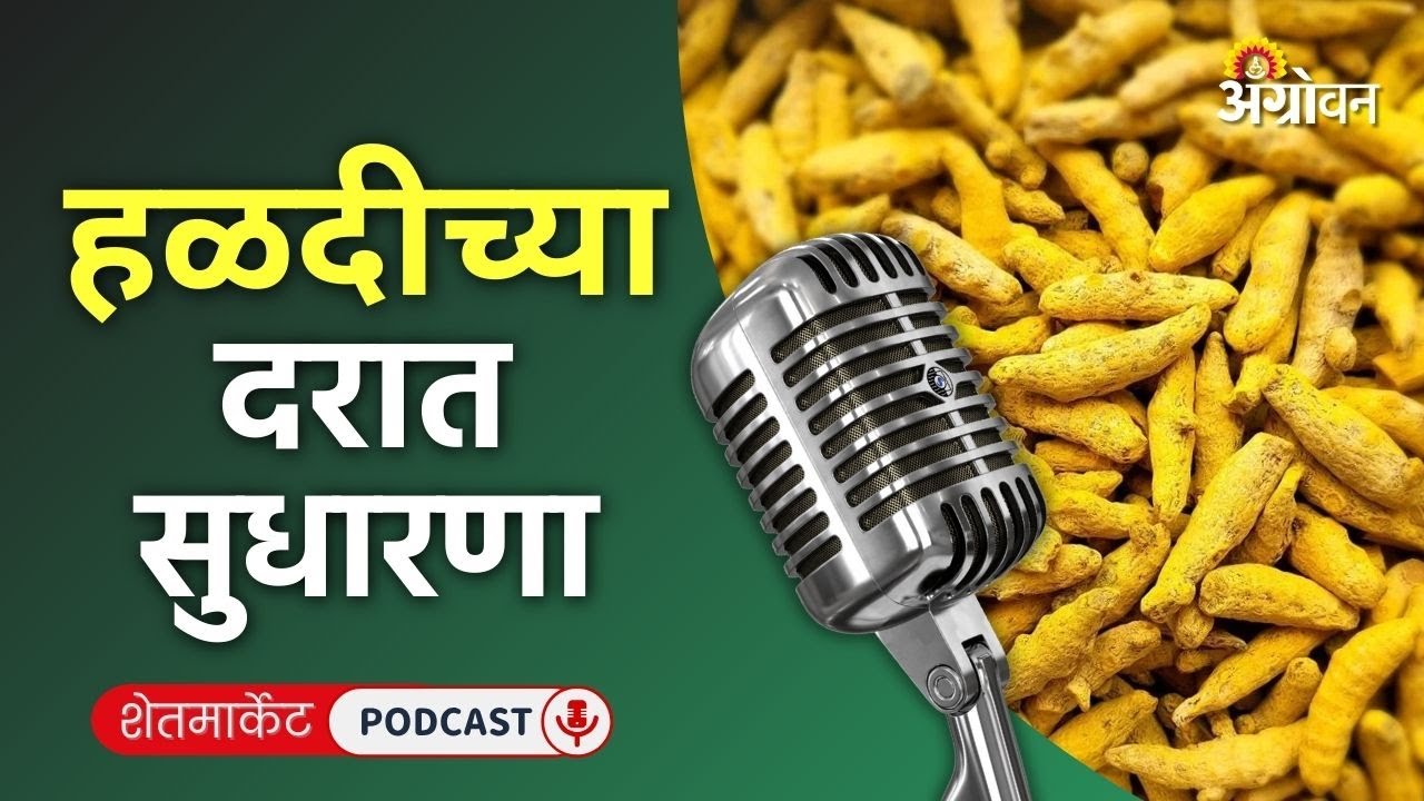 Cotton, Soybean Rate: सोयाबीन बाजार, हरभरा दर, आले भाव, संत्रा रेट | Agrowon