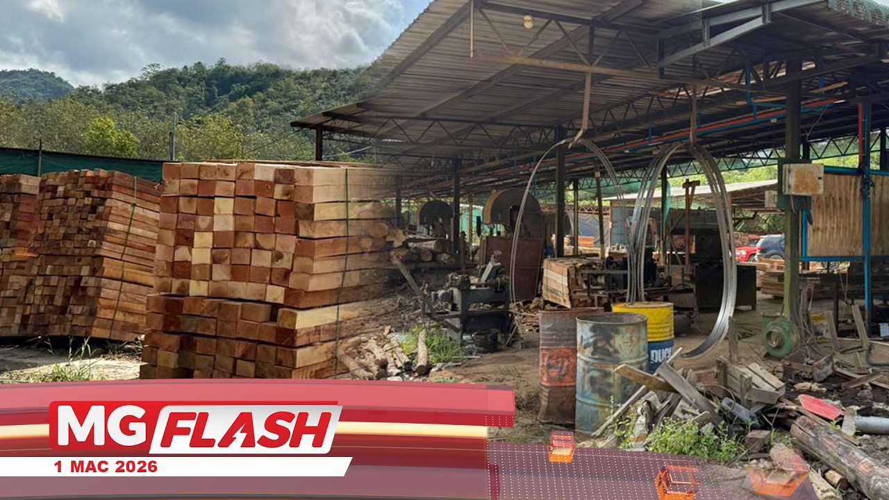 Kilang Haram Proses Kayu Hutan Diserbu, Sitaan Bernilai RM5.17 Juta #MGFlash