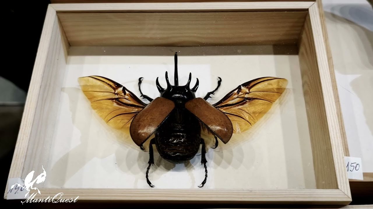 Egzotyczne Zwierzęta Łódź Hala Expo - Terrarystyka, akwarystyka i botanika