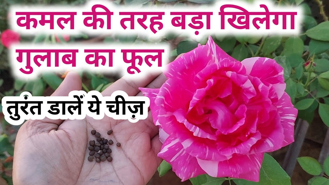 गुलाब पर खिलेंगे बड़े फूल.Rose plant care.Growing tips.Best Homemade fertilizer for rose.Save rose.
