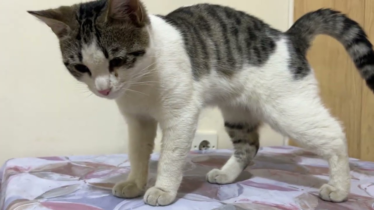 Updates on The Foster Kittens | Hungry Kittens Eating Delicious Food