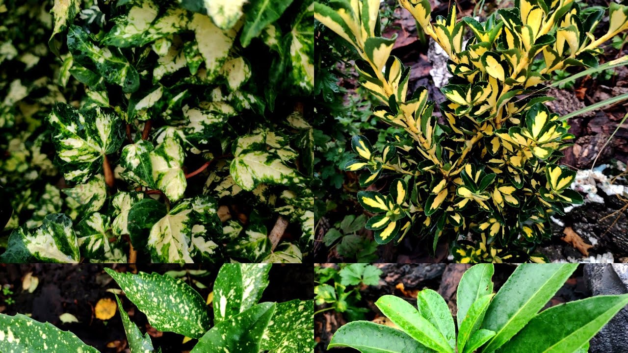 Вічнозелені рослини,а їх немало в саду!#garden #багаторічнірослини