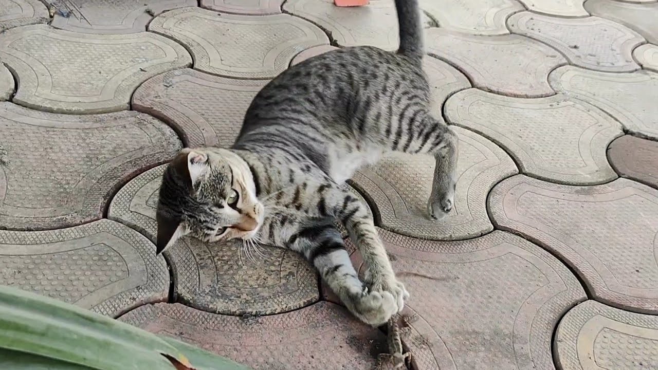 Meow kya kr rahi hai 😼 / new cat video / cute cat video / naughty cat #cat #cutecat #catvideos #cats
