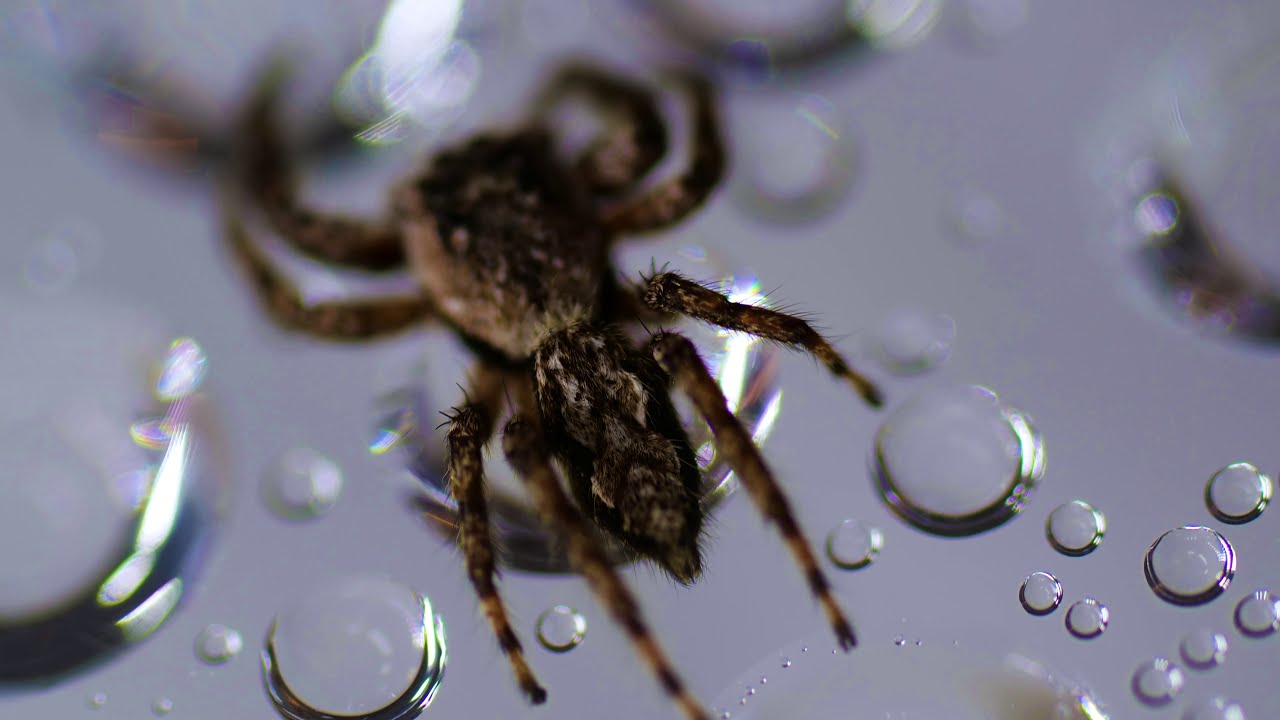 The oracle of the virus, the spider