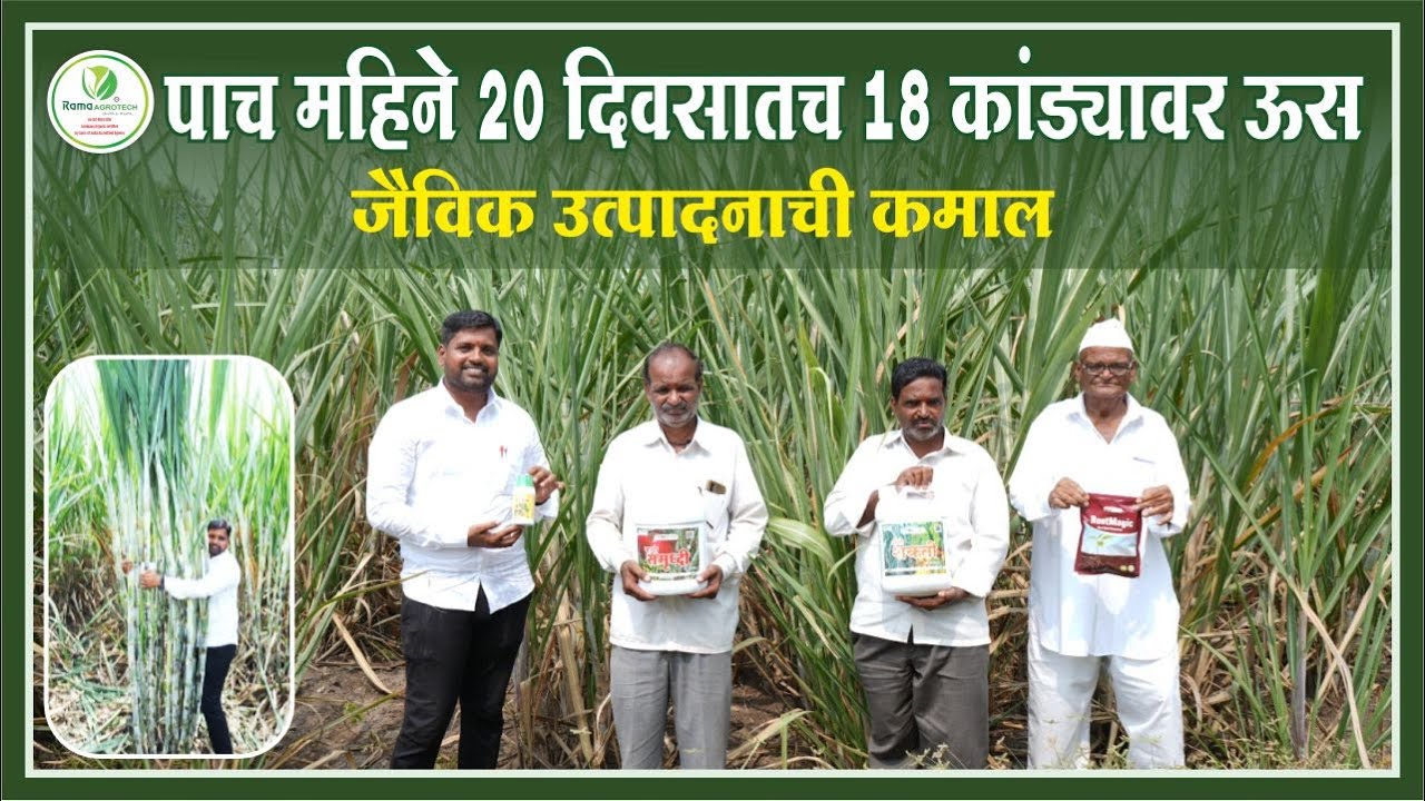 पाच महिने वीस दिवसातच १८ कांड्यावर ऊस. | Rama Agrotech