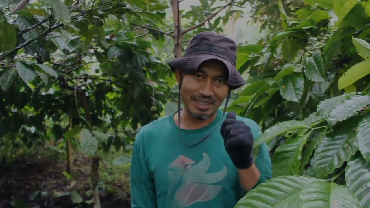 REVIEW‼️ KELEBIHAN  KOPI DENGAN BATANG BAWAH KOPI NONGKO (EXCELSA) KWALITAS LEBIH JOOS