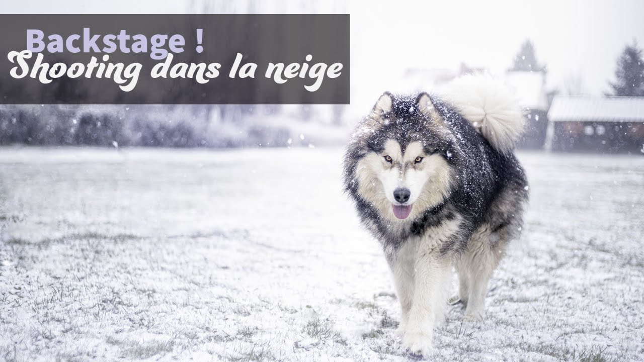 Je t'emmène avec mes chiens faire des photos dans la neige !