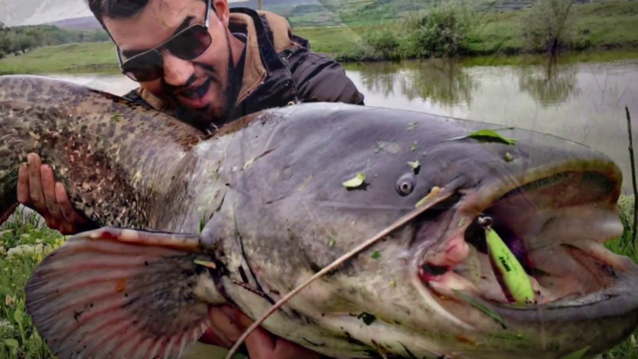 Catfish - somn 1.60m 28,4 kg, Raul Mures