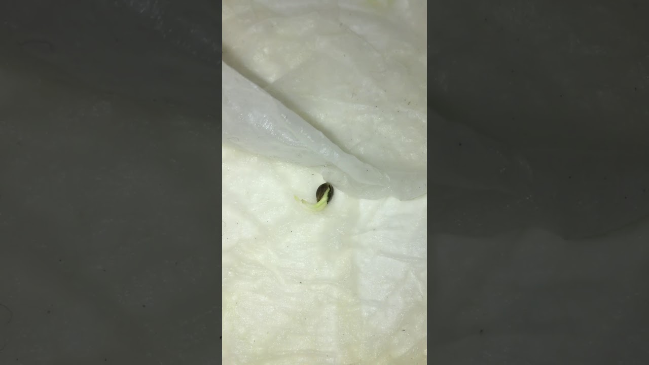 Shiskaberry Barney farm One seed double root OMGGGGGGGG!!!!! Ep.1