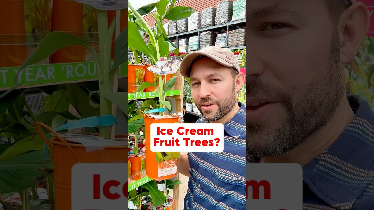 Ice Cream Banana Trees ? Container Fruit Growing #shorts #fruittrees #banana #growyourownfood #grow