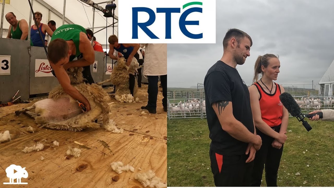 WE MADE THE NEWS AT THE ALL-IRELAND SHEEP SHEARING!