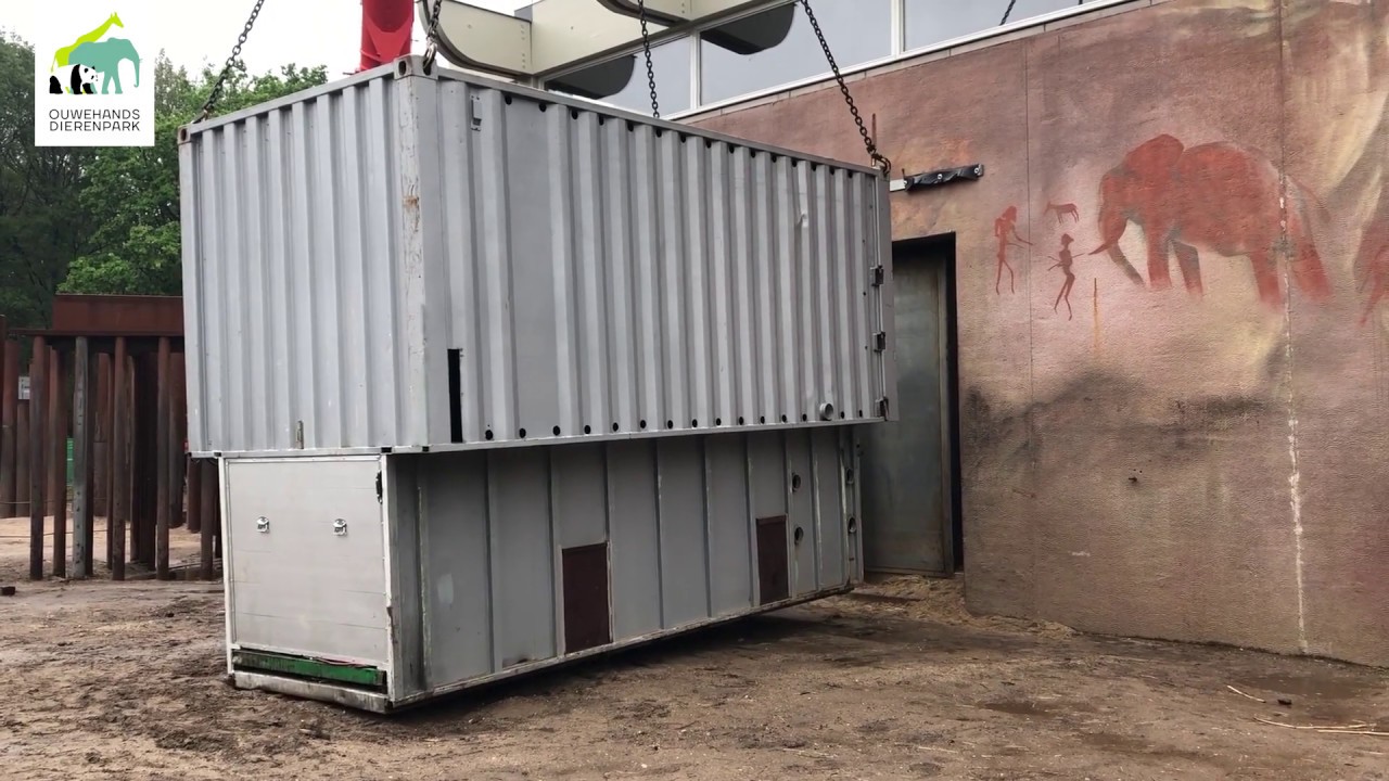 Vertrek en aankomst olifantenbul in Ouwehands Dierenpark