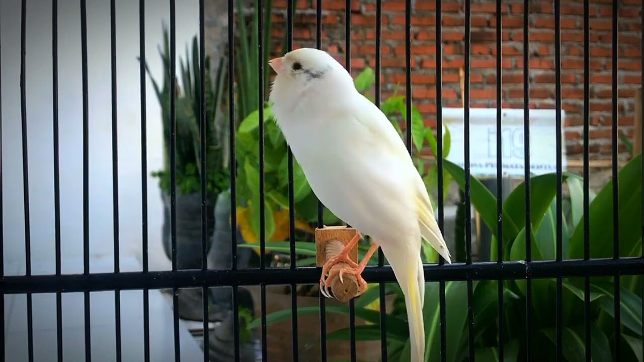 Belgian Canary Tempts All The Canaries to Sing‼️ The Most Magical Training