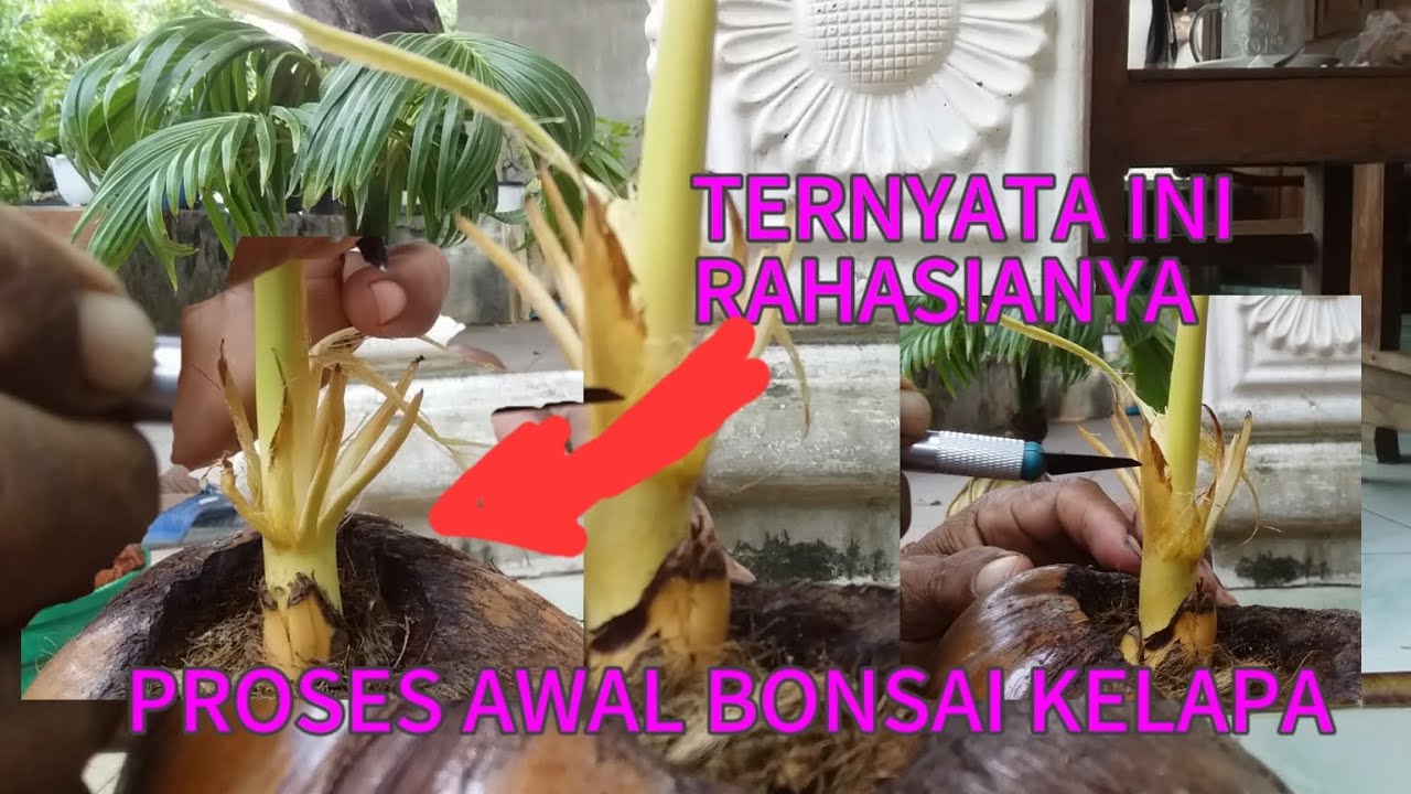 😱😱ternyata ini rahasianya agar bonsai kelapa bisa kerdil