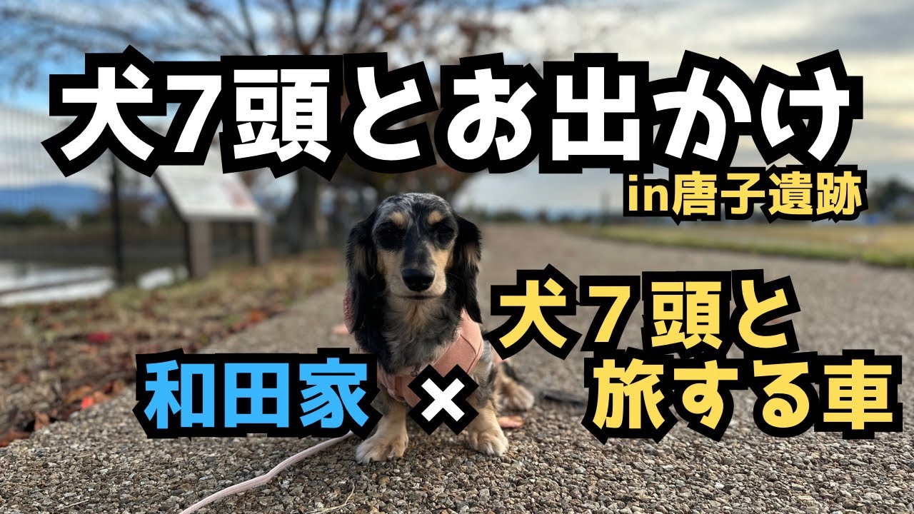 【犬７頭と暮らすおっさん】犬7頭とお出かけin唐子遺跡
