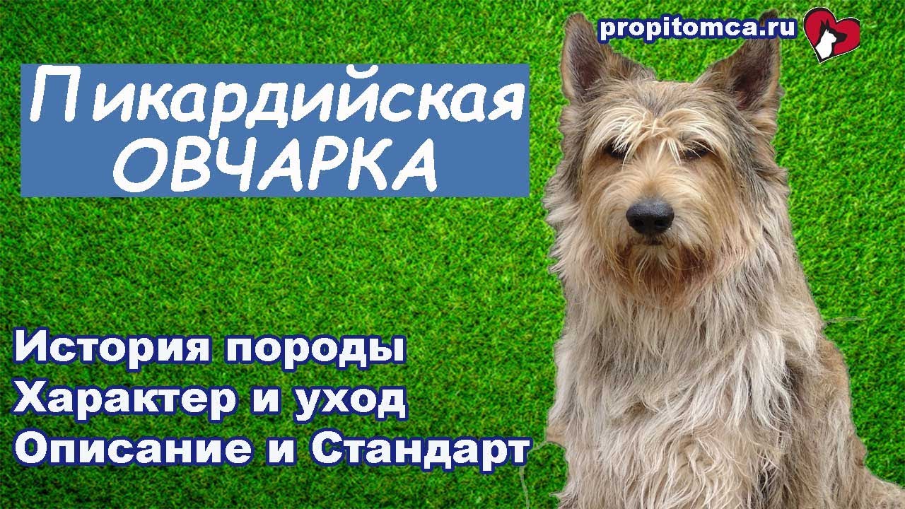 Пикардийская овчарка - курчавая французская собака. Описание и история породы
