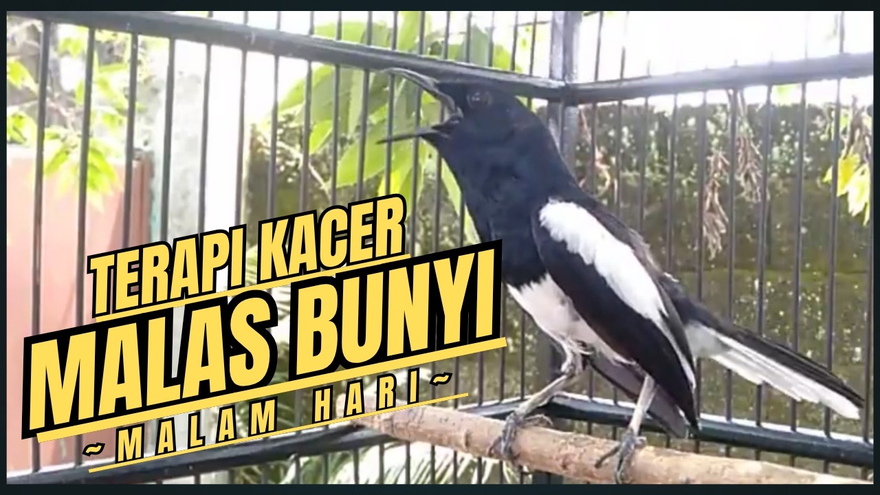 Suara Burung Kacer Bikin Lawan Emosi Gacor, Pancingan Kacer Agar Cepat Emosi Gacor