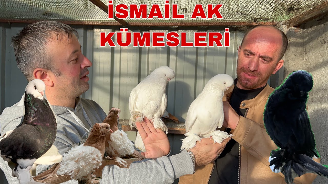 LONG FACE VE KIVIRCIK KRALLIĞI GÖNLÜ YÜREĞİ TERTEMİZ Bİ GÜVERCİN SEVER