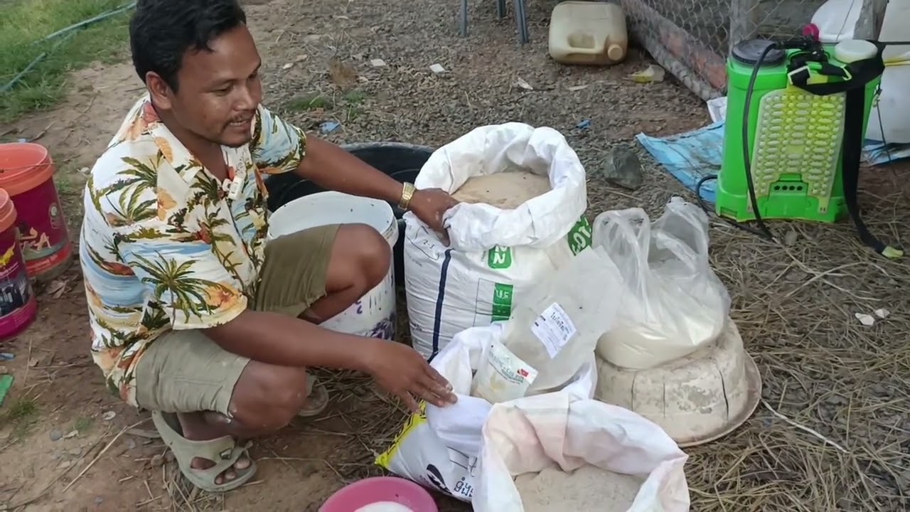 សាកល្បងដំឡូងមីផ្អាប់ yeast វៀតណាម