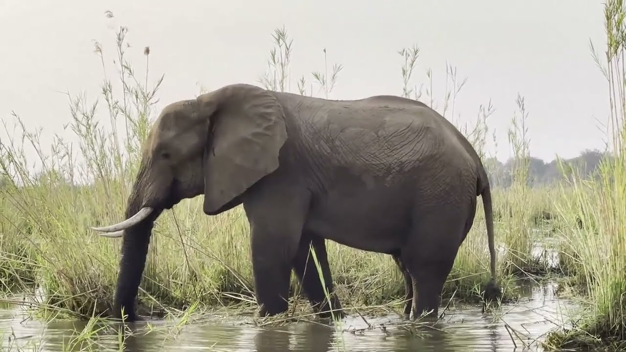 Nyakasanga Camp: Zambezi valley, Zimbabwe, October 2022, with Charlton McCallum Safaris.