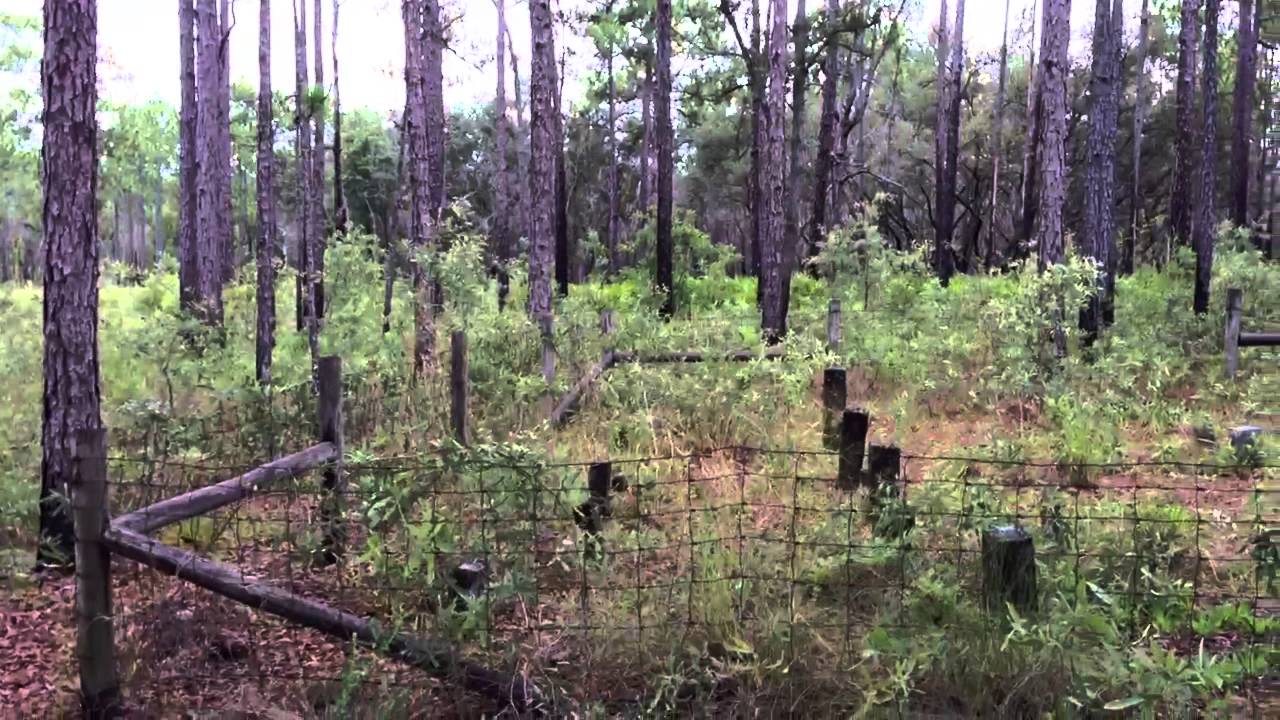Mannfield Cemetery in Withlacoochee State Forest