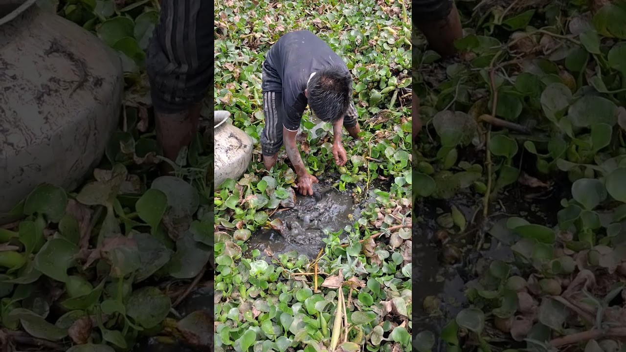 Fishing In Mud Water #shorts #fishvideo #fishing2026