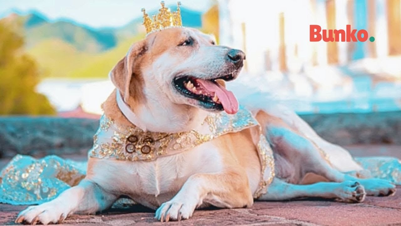 Perrita rescatada cumple 10 a&ntilde;os de adoptada, y baila su vals como toda una princesa💃💕🐾