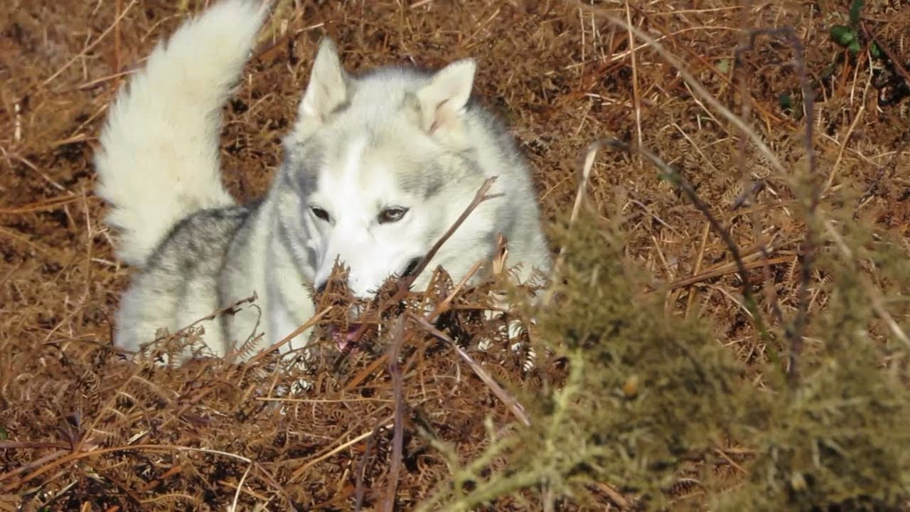 Husky enjoys 1 day of SUNSHINE amidst endless days of rain and storms  ~ and Tobias came out to play