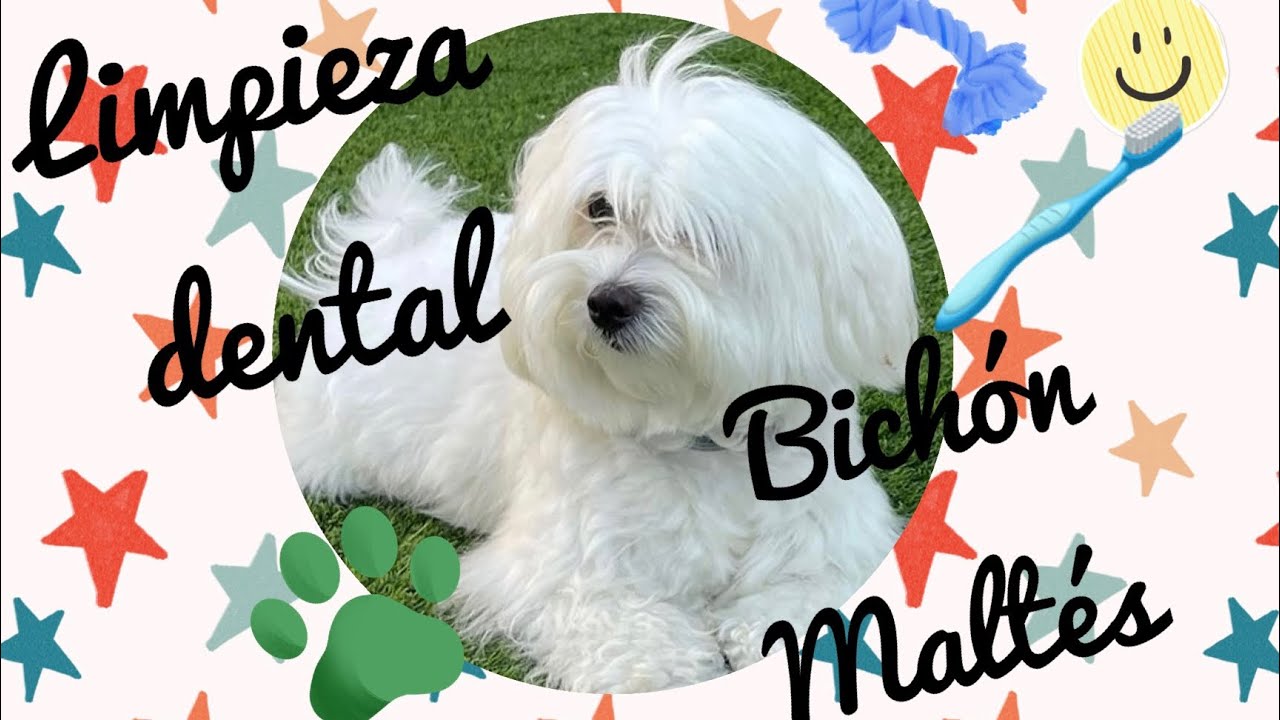 Como limpiar los dientes a nuestros perros 🐶🪥🐾 fácil y rápido