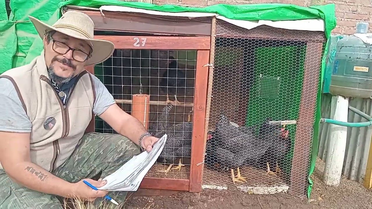 GALLINAS SUSSEX Y PLYMOUTH ROCK A LA EXPOSICIÓN. ..ALPACHIRI LA PAMPA.