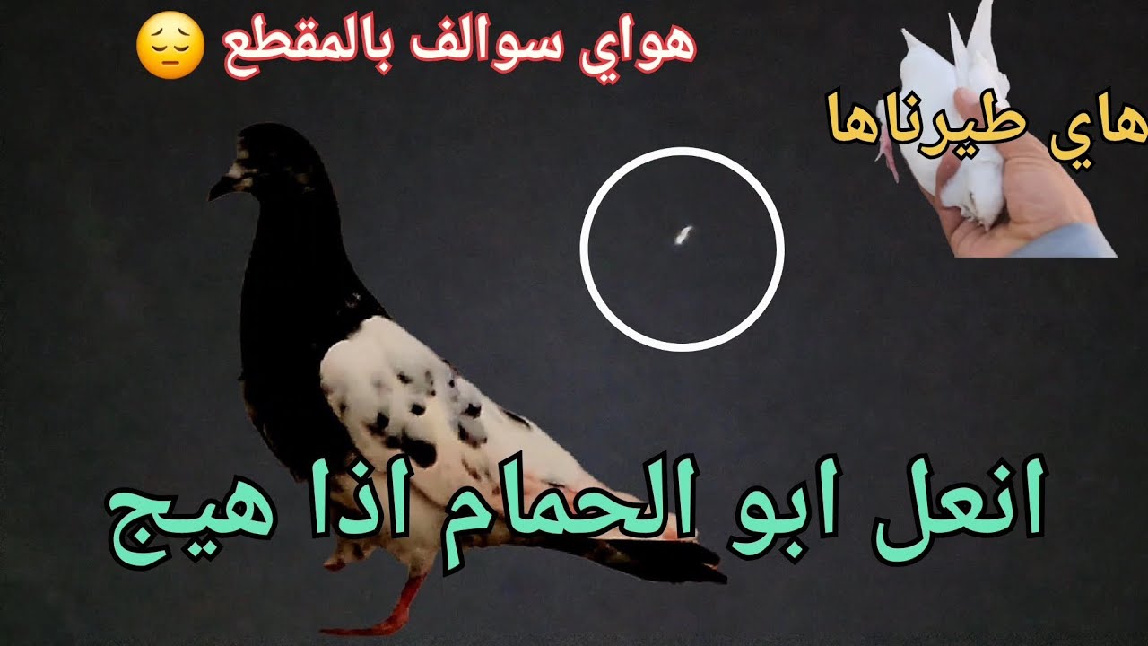 هذا المقطع شبعت بيه ضيم 😔ما اعرف شكتب شوفوا احسن☝️