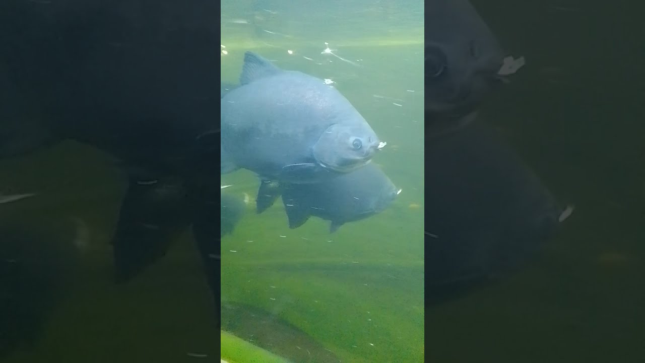 Feeding the fish in the Aquarium 