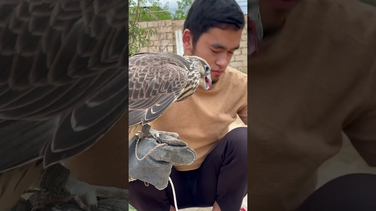 I&rsquo;M FEEDING MY SAKER FALCON.#shortsvideo #birds #shortsfeed #shorts #shortsyoutube