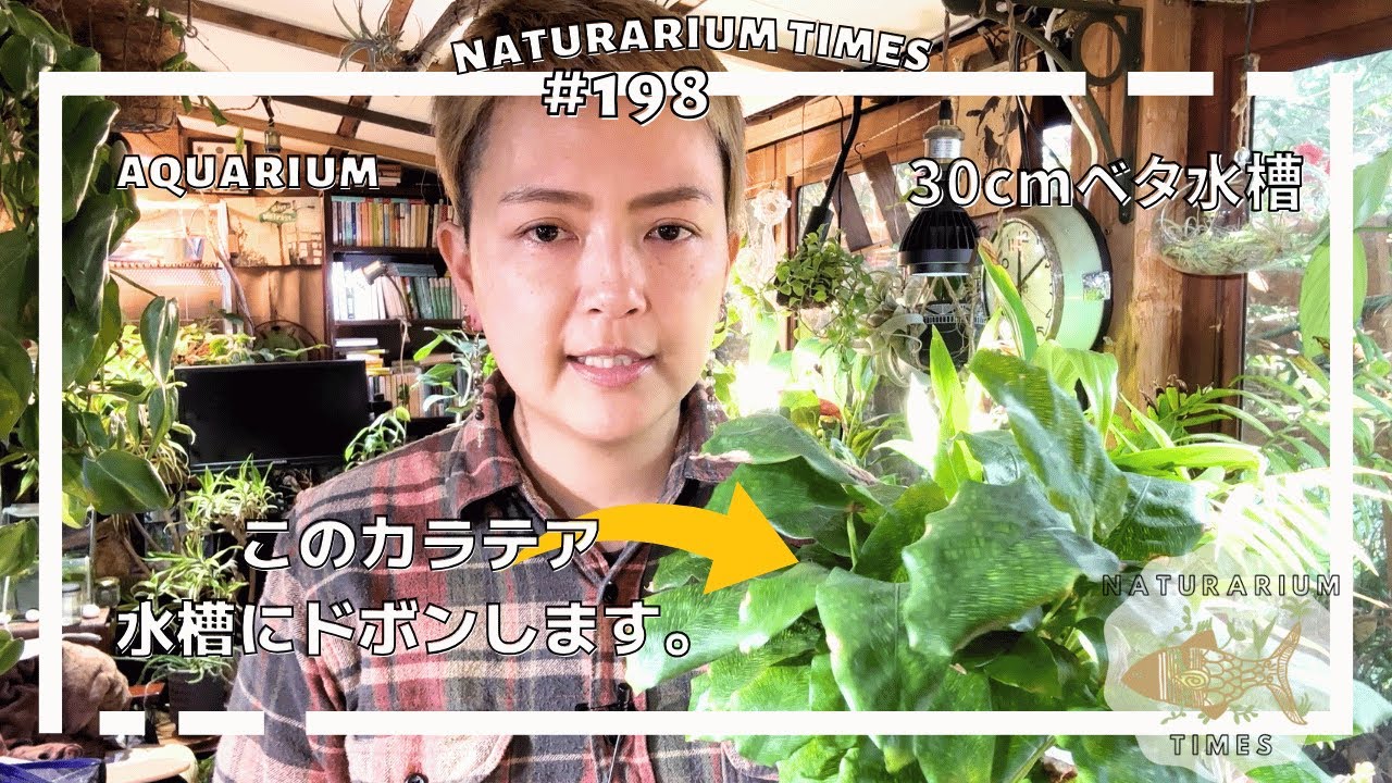 【#アクアリウム 】ベタ水槽を水中・水上ジャングル化計画🪴 ｜　観葉植物アクアリウム・追求編🌱