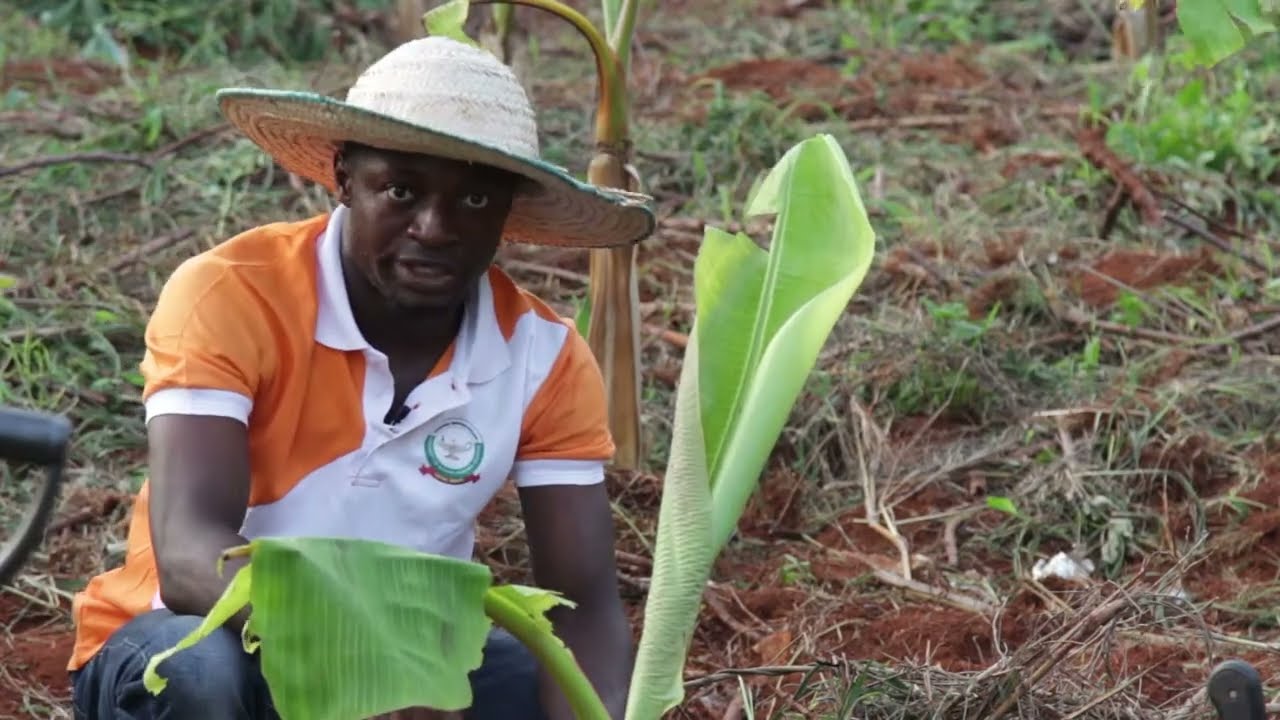 Plantain production - Nsukka Urban