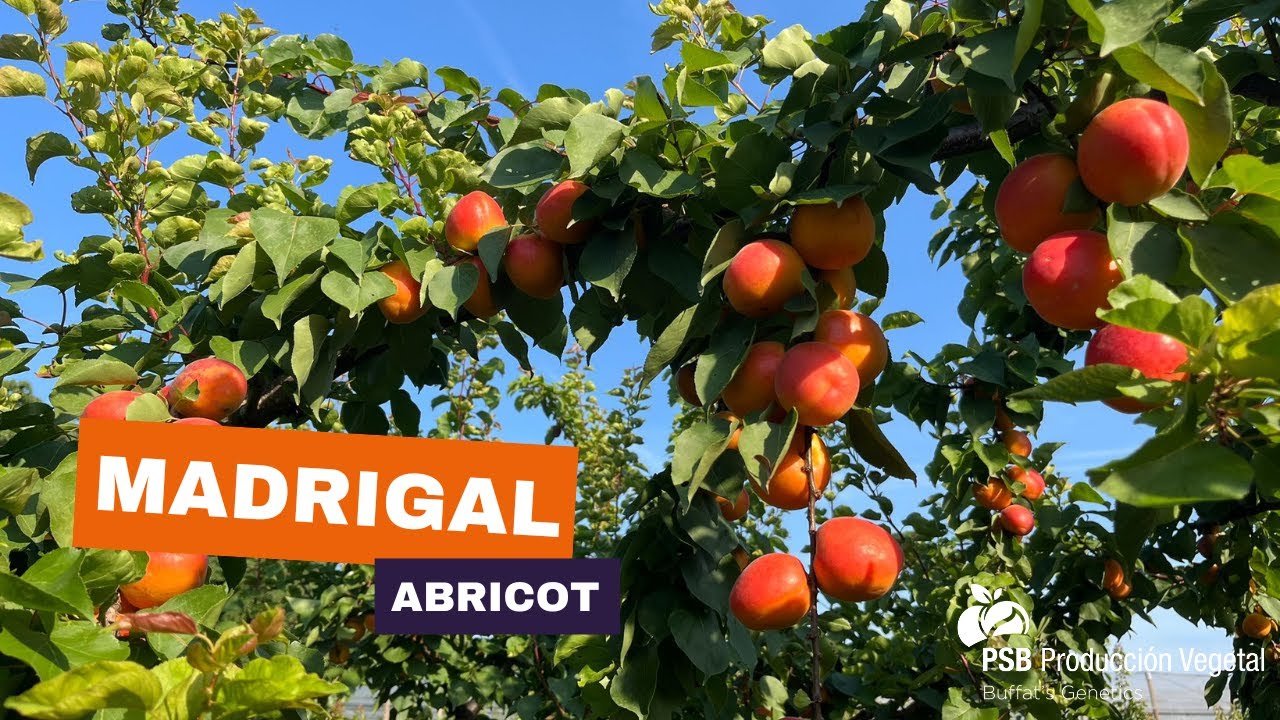 Madrigal, Drôme - Août 2024 🇫🇷